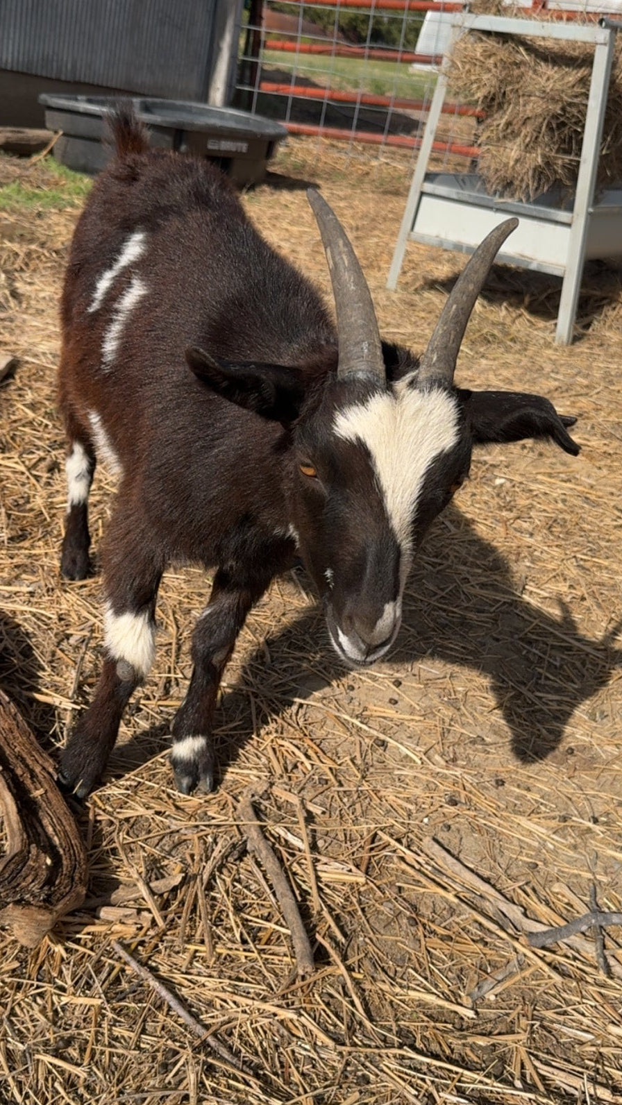 Goat standing on straw in a pen with a metal fence and hay in the background